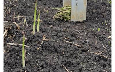 ASPERGES VERTES DE NOTRE PROPRE PARCELLE EN ESPAGNE